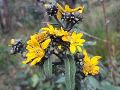 Aldama buddlejiformis