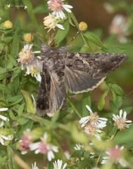 Ctenoplusia oxygramma