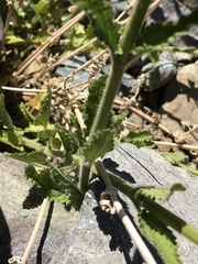 Stachys philippiana