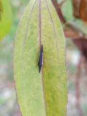 Polyglypta