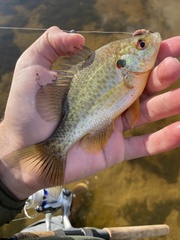 Lepomis microlophus