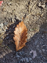 Quercus montana