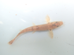 Barbatula barbatula