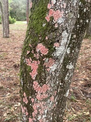 Herpothallon rubrocinctum