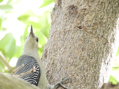 Melanerpes pygmaeus