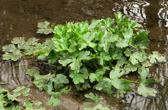 Ranunculus sceleratus