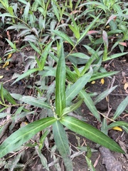 Persicaria decipiens