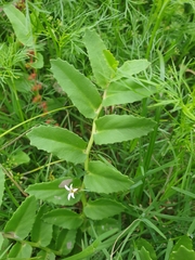 Lobelia concolor