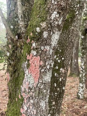 Herpothallon rubrocinctum