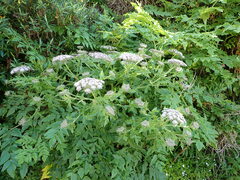 Daucus decipiens