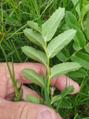 Lobelia concolor