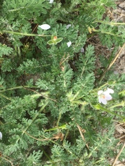 Erodium lebelii