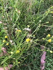 Senecio madagascariensis