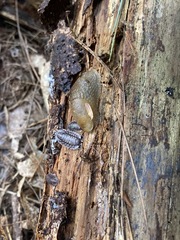 Arion intermedius