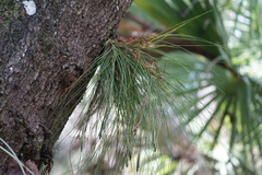 Tillandsia setacea