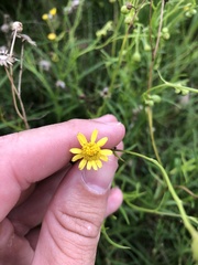 Senecio madagascariensis