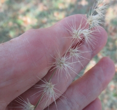 Bouteloua rigidiseta