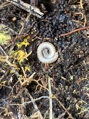 Cylindroiulus punctatus