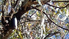 Chrysococcyx basalis