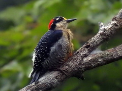 Melanerpes pucherani
