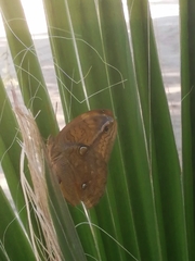 Opsiphanes boisduvallii