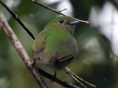 Lepidothrix velutina