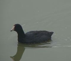 Fulica americana