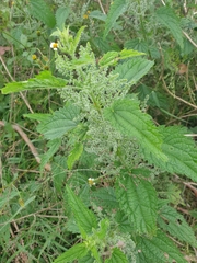 Urtica incisa