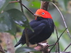 Ceratopipra mentalis