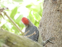 Melanerpes pygmaeus