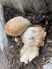 Neolentinus ponderosus