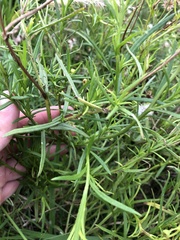 Senecio madagascariensis