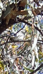 Chrysococcyx basalis