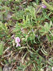 Tephrosia cinerea