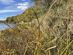 Schoenoplectus pungens