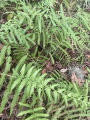 Dryopteris ludoviciana
