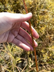 Schoenoplectus pungens