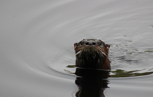 North American River Otter photographed in Rhode Island
