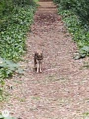 Lycalopex gymnocercus