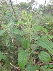 Urtica incisa