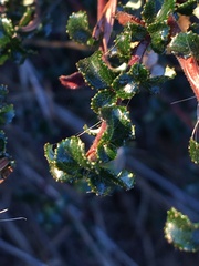 Ceanothus foliosus foliosus