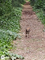 Lycalopex gymnocercus