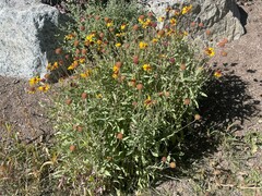 Gaillardia aristata