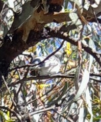 Chrysococcyx basalis