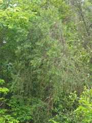 Melaleuca viminalis