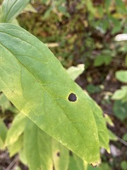 Asteromyia euthamiae