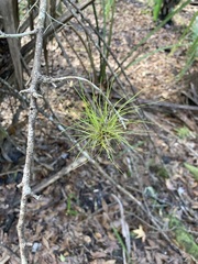 Tillandsia setacea