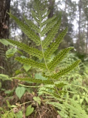 Dryopteris ludoviciana