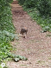 Lycalopex gymnocercus