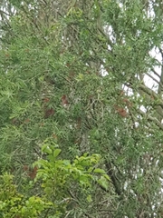 Melaleuca viminalis